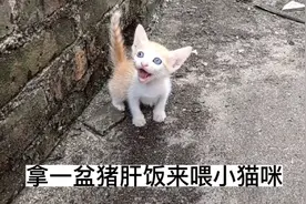 拿一盆猪肝饭来喂刚满月的小猫咪，太喜欢吃了都是大口的吃