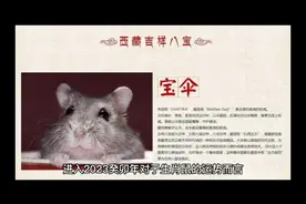 属鼠人在2023的运势走向。视频封面