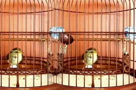 极品柳莺鸟大叫不停，建议收藏保存！视频封面