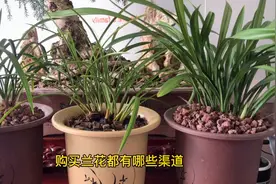 如何购买兰花？有哪些渠道？有没有靠谱的选择？今天分享给兰友们视频封面
