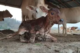 刚出生的牛犊宝宝视频封面