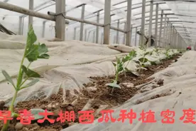 河南瓜农早春大棚地爬西瓜种600-800棵每亩，亩产8000斤左右！视频封面