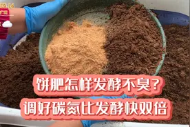 饼肥是肥效最好的有机肥，菜籽饼加羊粪，这样发酵快速不臭肥效强视频封面