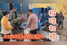 郝姐带你看破碎松塔全过程。和房东聊半天，却不知道是在人家院子