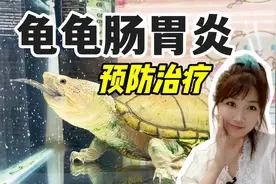 4分钟带你全面了解乌龟肠胃炎，如何预防及治疗？
