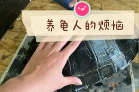 养龟人最大烦恼之一，打理换水拉屎很臭！喂又不吃视频封面