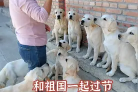 旺歌一家：国庆节快乐！5个月的狗崽子第一次欢快的吃酸菜馅饺子视频封面