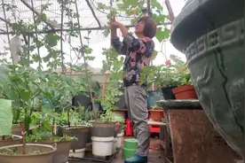 影子天台农场：生气时把老公衣服剪了，但不要扔喔，教你怎么用？视频封面