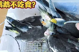 鹦鹉刚掏窝或刚买回来不吃食？会不会让你很紧张？其实问题不大