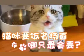 猫咪要饭名场面，哪只猫咪最会要？