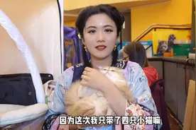 德国猫展上碎碎念：带了四只小奶猫，又得第一！还有会长惊喜🎁