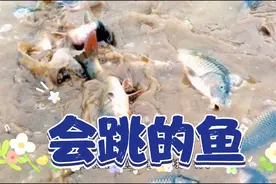 油锅里炸熟的鱼，居然会在盆里跳，奇葩。视频封面