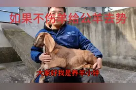 公羊去势全程，男同胞们有没有蛋蛋的忧伤