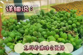 全面解说佛珠的养护要点，手把手教你繁殖方法，你的一帘幽梦来啦