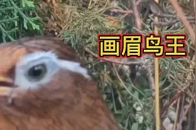 最好听的画眉鸟叫声大全，鸟儿在林间自在啼