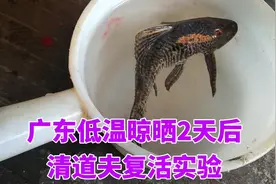 东江钓的清道夫，8度低温下晾晒2天后，试验放在温水里能复活吗？视频封面