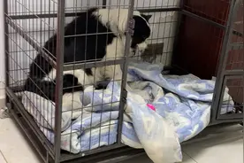 边牧第一次做妈妈 生产小狗全过程，各种异常行为让人哭笑不得视频封面