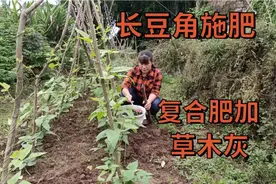 长豆角施肥：草木灰加复合肥，豆角结得又多又长视频封面