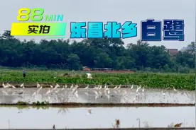 实拍乐昌市北乡镇白鹭 欣赏热门音乐《送给未来的你》动感带劲视频封面