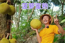 菠萝蜜与蜂蜜不能一起吃视频封面