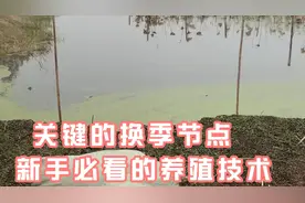 一年养三季龙虾很难吗？关键看这三个步骤，投苗换季是重点视频封面