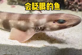 会眨眼的鲨鱼视频封面