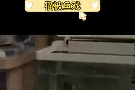 只要胆子足够大，鱼儿也敢把猫打！视频封面