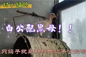 黑鸽配白鸽到底能出什么羽色，怎么都是不挨边的颜色呢？
