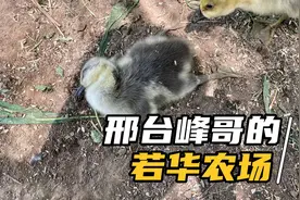 鹅浆膜炎有什么症状？浆膜炎为什么这么可怕？早知道早防范不后悔