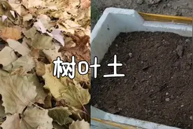 用三个月时间，把树叶发酵成腐殖土，循环利用，环保又省钱