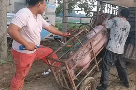 猪不大怎么就处理掉，养殖户：不是猪舍被一场大风掀翻真舍不得卖视频封面