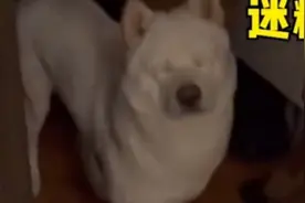 狗子睡觉忽然被主人叫醒表情太好笑视频封面