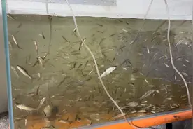 几千条小杂鱼养在鱼缸里，有一些鱼跳出了鱼缸，3个小时都没死掉视频封面