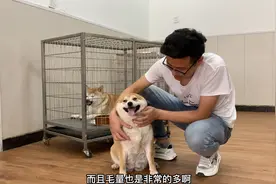 柴犬第一次怀孕怎么辨别？小伙教你3招立马知晓，看完算是明白了视频封面