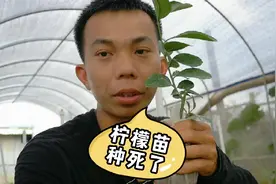 新买的柠檬苗种植5天就死了，阿菲告诉如何提高苗木的成活率
