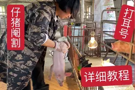 想学给小猪做阉割打耳号的朋友看过来，详细教程在这里，值得收藏视频封面