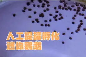 人工提罐孵化迷你鹦鹉鱼第三天，常温，困2天的新水，氧气头