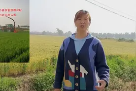 小麦未成熟进行青储可行吗，新老农民看法不同，1500一亩你怎么看视频封面