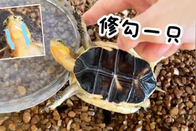 龟龟一般这种情况下就可以送去上学了