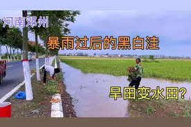 邓州赵集黑白洼暴雨过后，旱田变水田了，你知道吗？农民太难了！