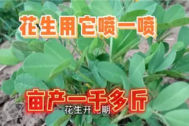 花生开花期，在地里喷一喷撒一撒，花生结的多还没病虫害