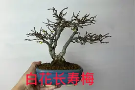 白花长寿梅微型盆景盆栽实物老桩，家庭养花，养护知识，家居摆设视频封面