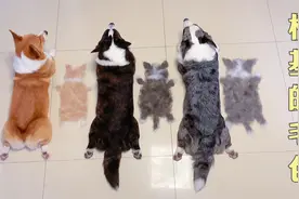 超全的柯基毛色科普！你们喜欢哪种毛色？