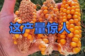 三亩半地收了1000斤玉米，这样的产量你一生遇到过吗，来学习一下