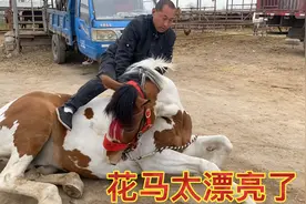 不备马鞍！让马卧下骑上去！太拉风了！花马真老实听话！