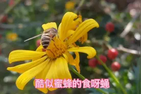 食蚜蝇酷似蜜蜂，也会采集花蜜
