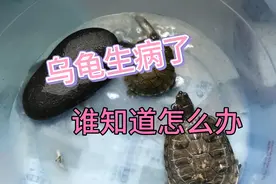 我的小乌龟头侧面有个包，时常1年。求主大家给解决办法。