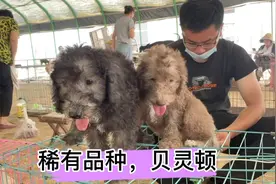 长大以后会变色的狗狗，你知道哪几种呢