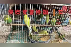 虎皮到紫蓝金刚鹦鹉记录第1集，逛小县城花鸟市场，采购虎皮鹦鹉