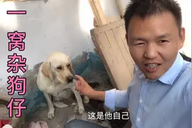 纯血统的拉布拉多被农村柴狗配上了，生出的小狗仔五花八门，闹心视频封面